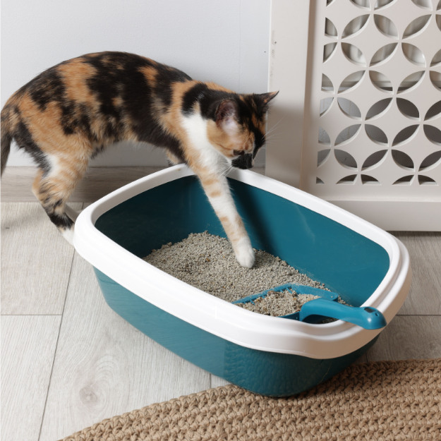 Litter & Housebreaking